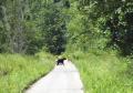 bearcub_sally